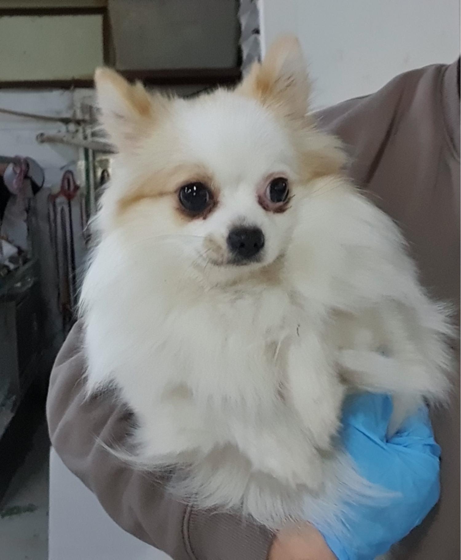 인천광역시수의사회_428353202500049